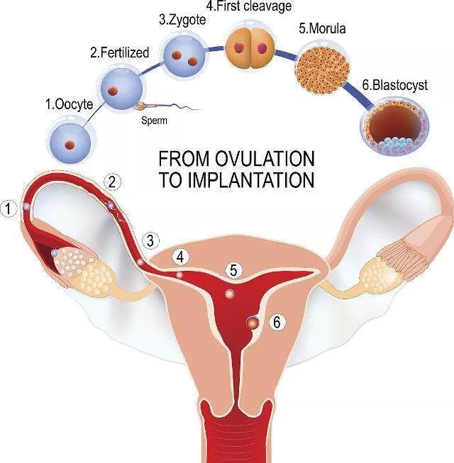 从月经白带变化看排卵了没有_女性激素相关知识_上海