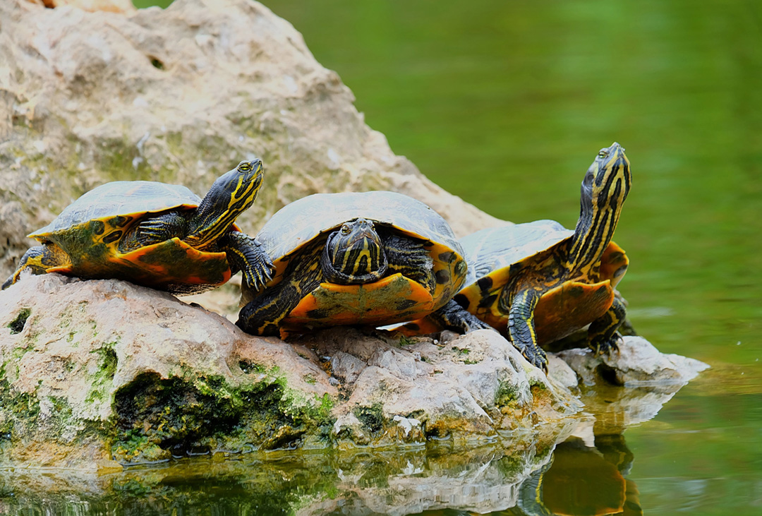 小乌龟是沙门氏菌的重要传染源，有小孩孕妇的家庭需要注